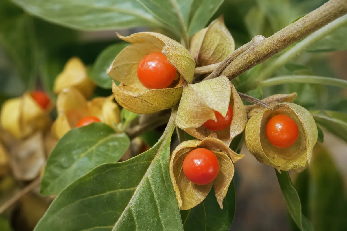 Orange-red ashwagandha berries inside papery husks
