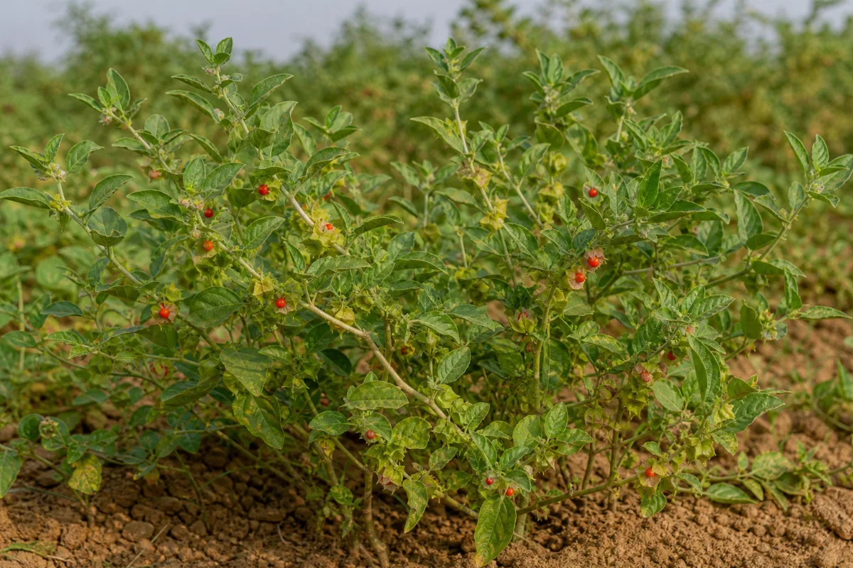 Ashwagandha shrub growing in a field with orange-red berries
