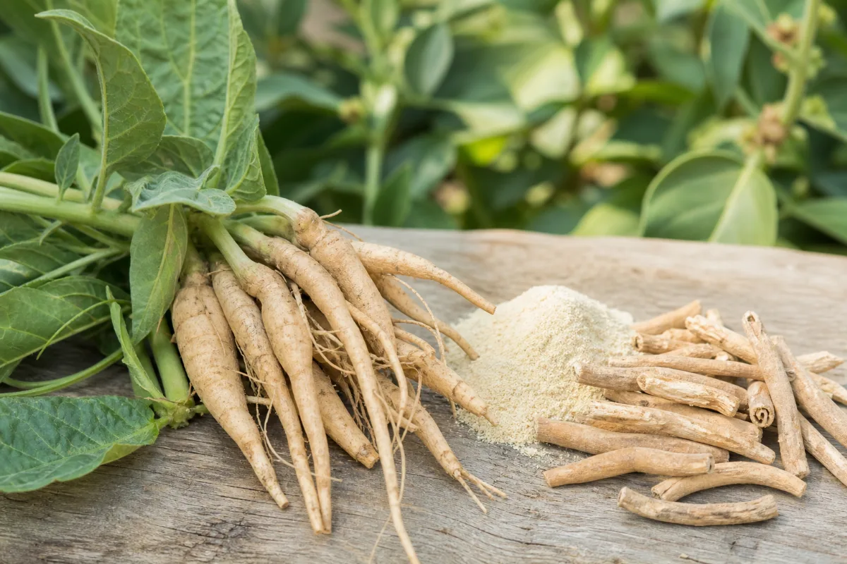 Pale ashwagandha roots and root powder