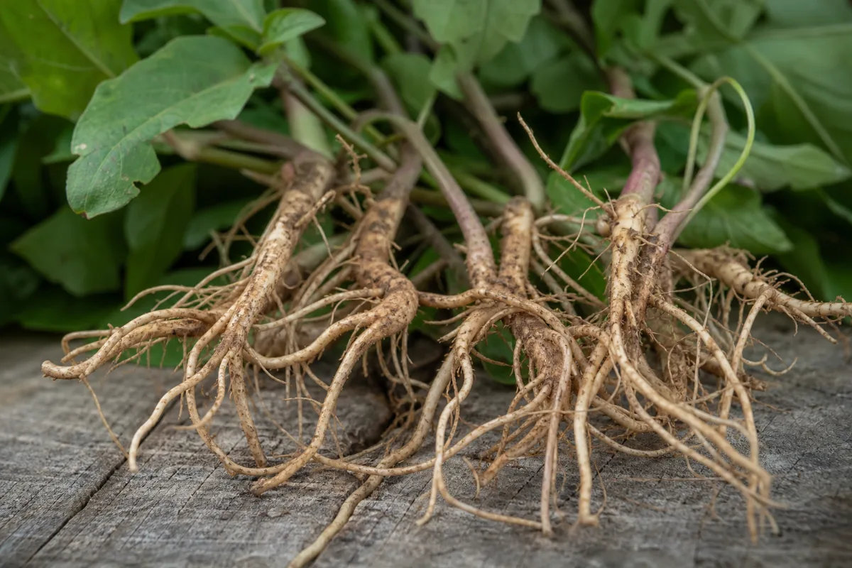 Close-up of achyranthes (niu xi)