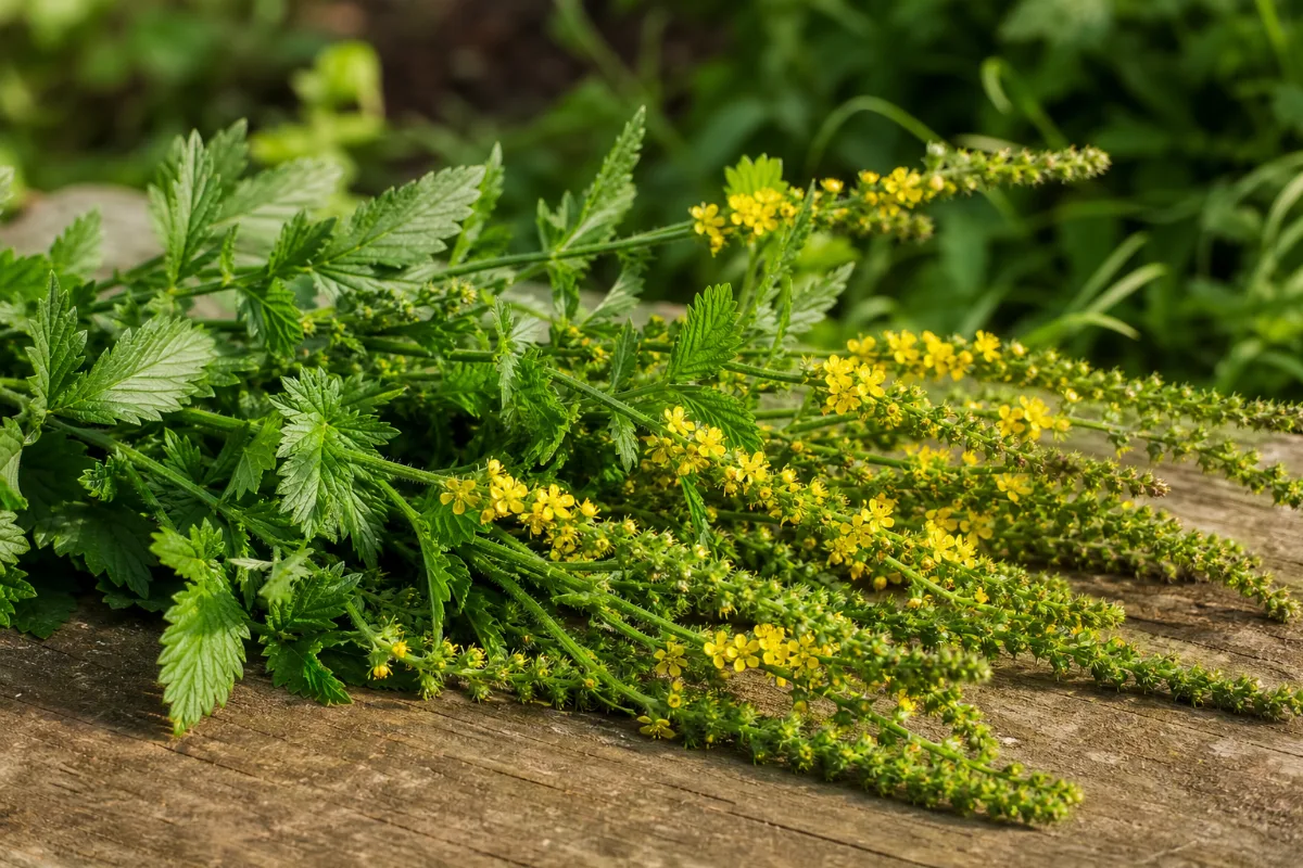 Close-up of agrimony