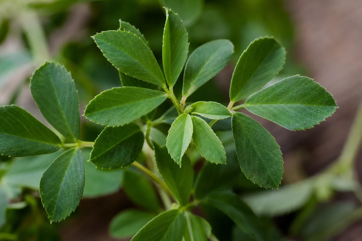 Close-up of alfalfa