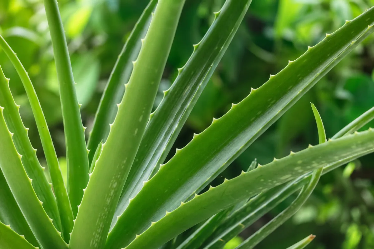 Close-up of aloe vera