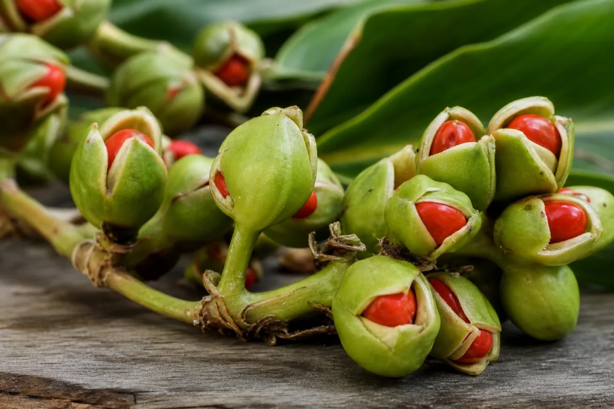 Close-up of alpinia oxyphylla (yi zhi ren)