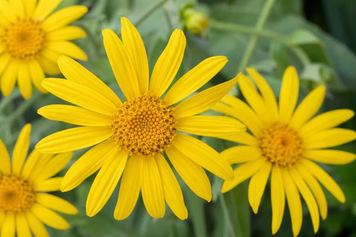 Close-up of arnica (arnica montana): uses, evidence and safety