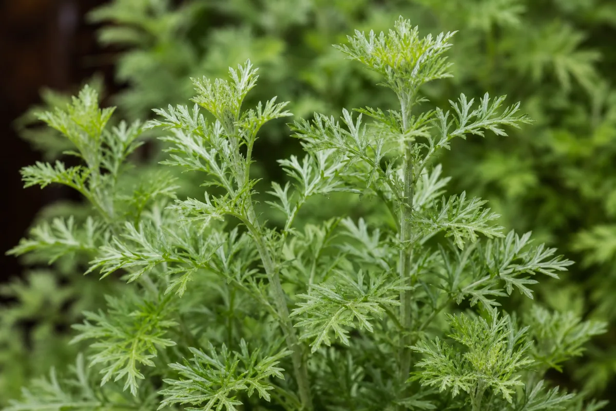 Close-up of african wormwood