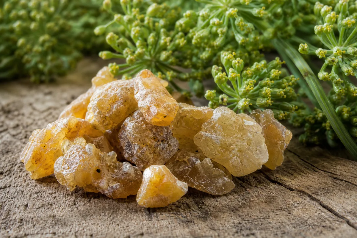Close-up of asafoetida (hing)