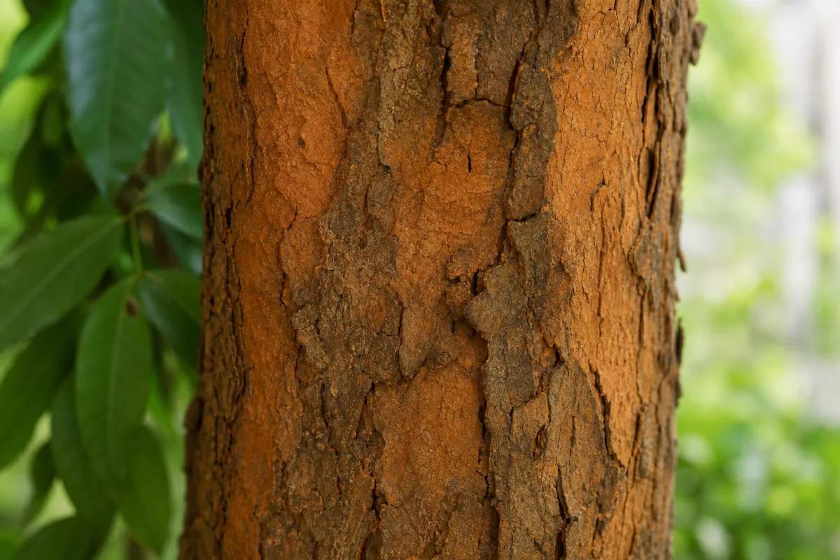 Close-up of ashoka
