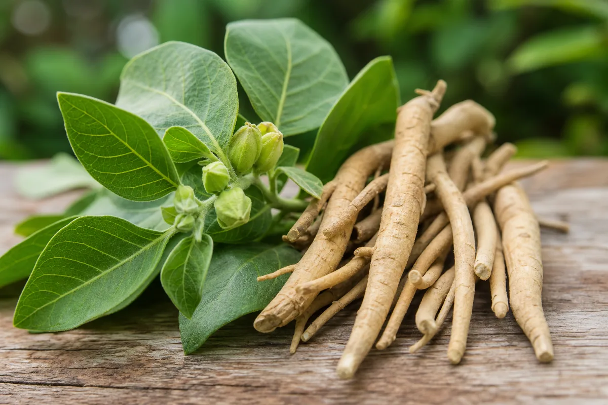 Dried and fresh ashwagandha roots with a pile of root powder