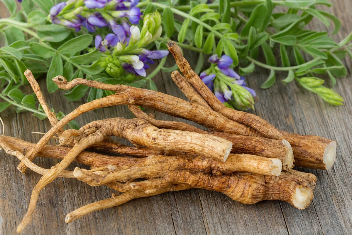 Slices of dried astragalus root beside a cup of pale yellow astragalus tea