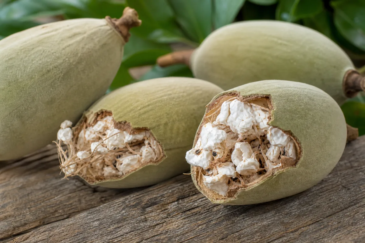 Close-up of baobab