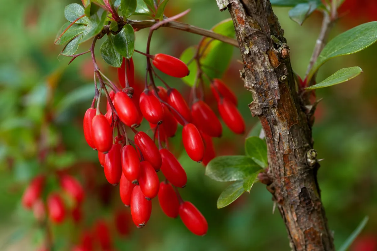 Close-up of barberry