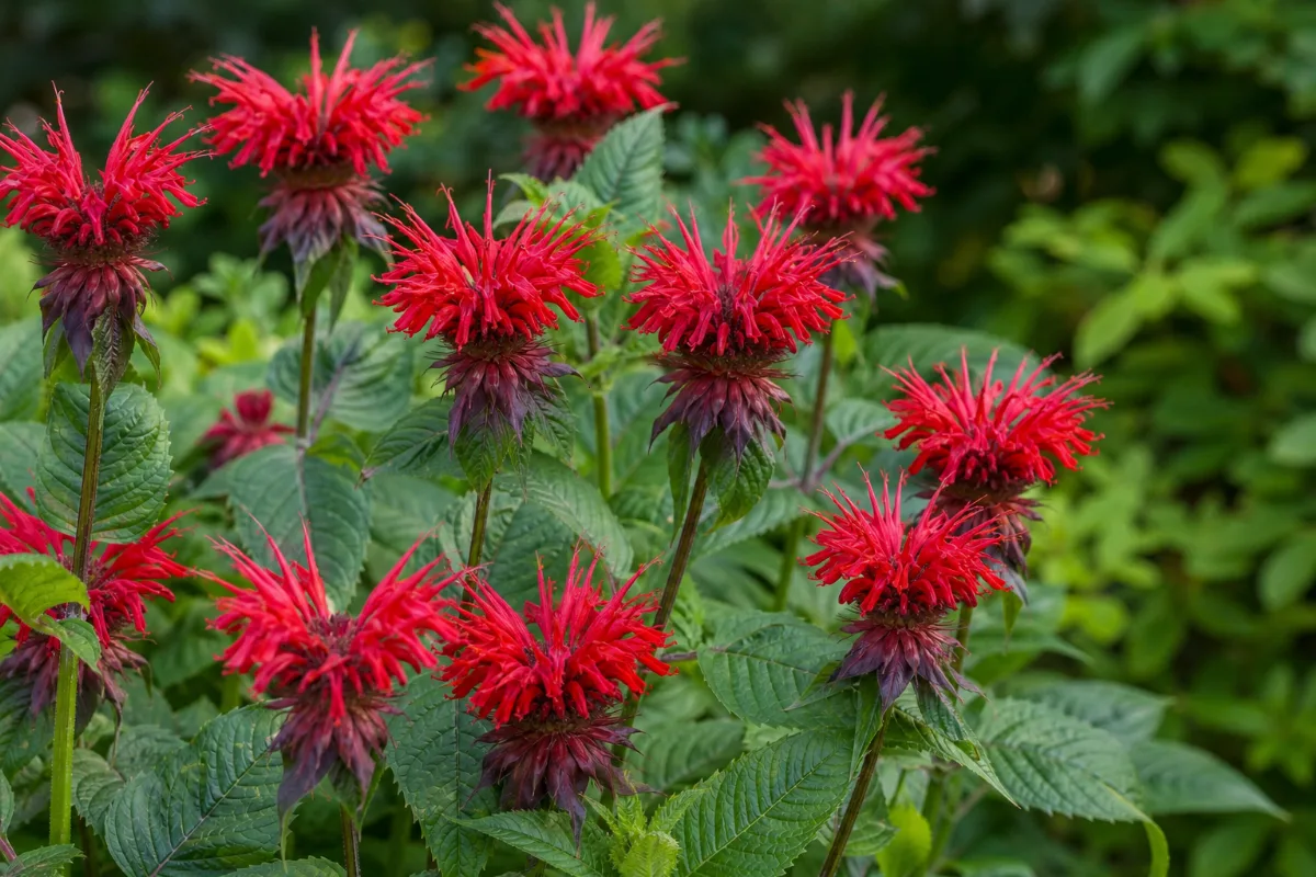 Close-up of bee balm (monarda)