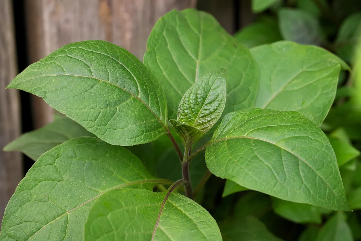 Close-up of belladonna (deadly nightshade)