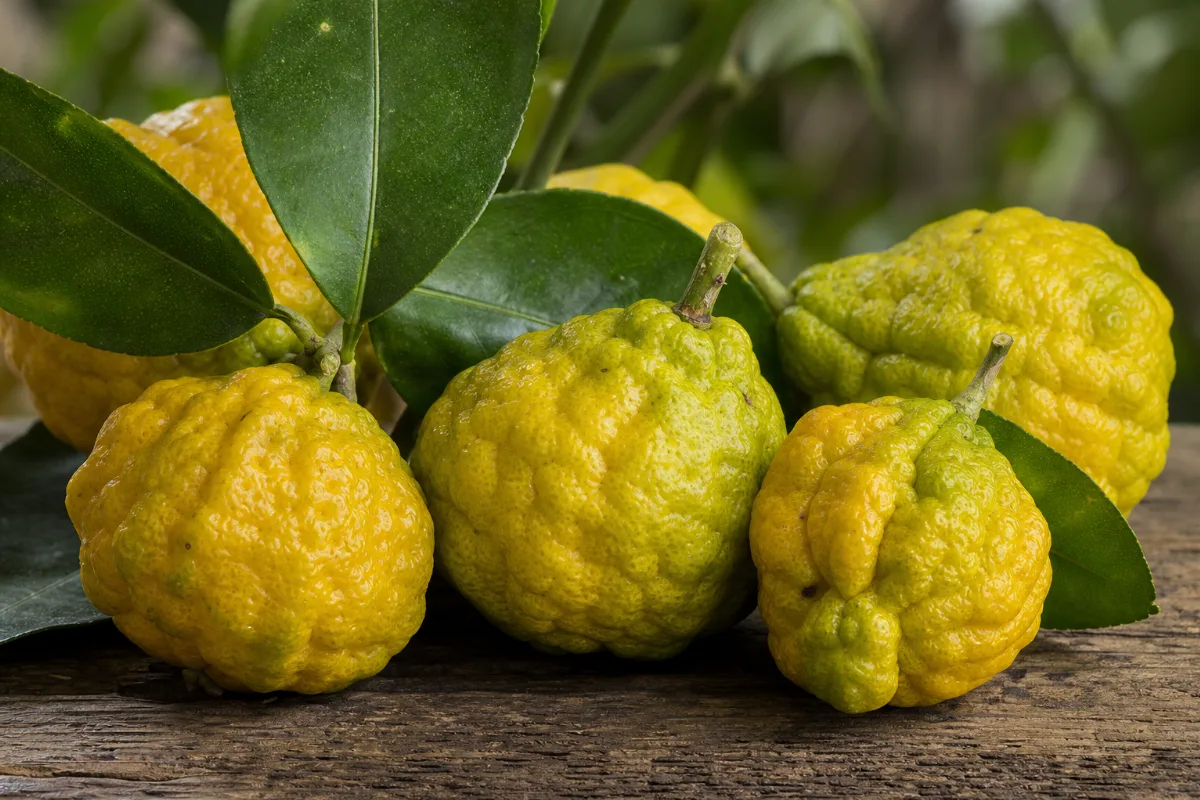 Close-up of bergamot