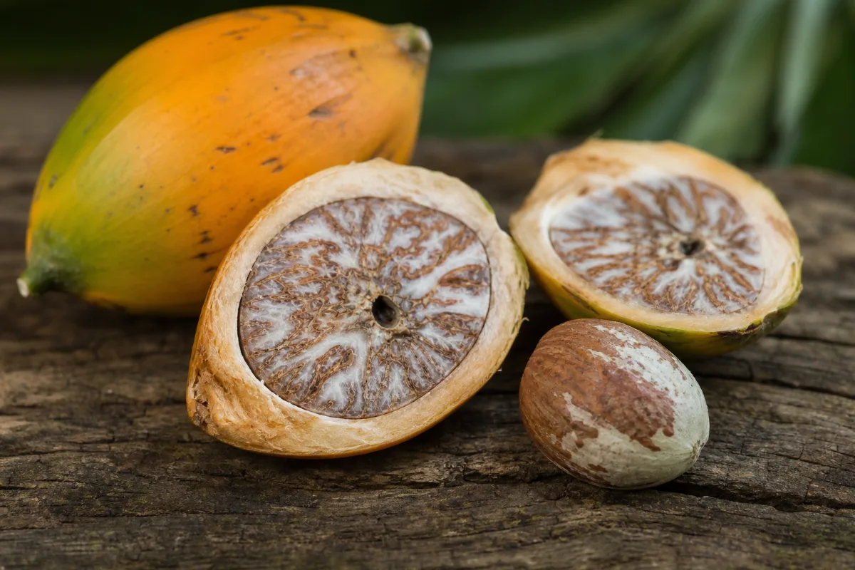 Betel nut (areca nut), the seed of Areca catechu