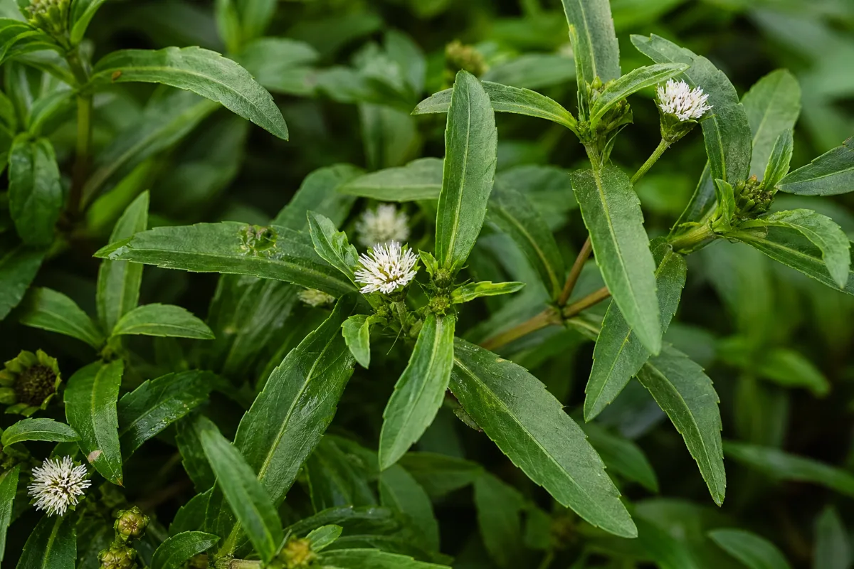 Close-up of bhringraj