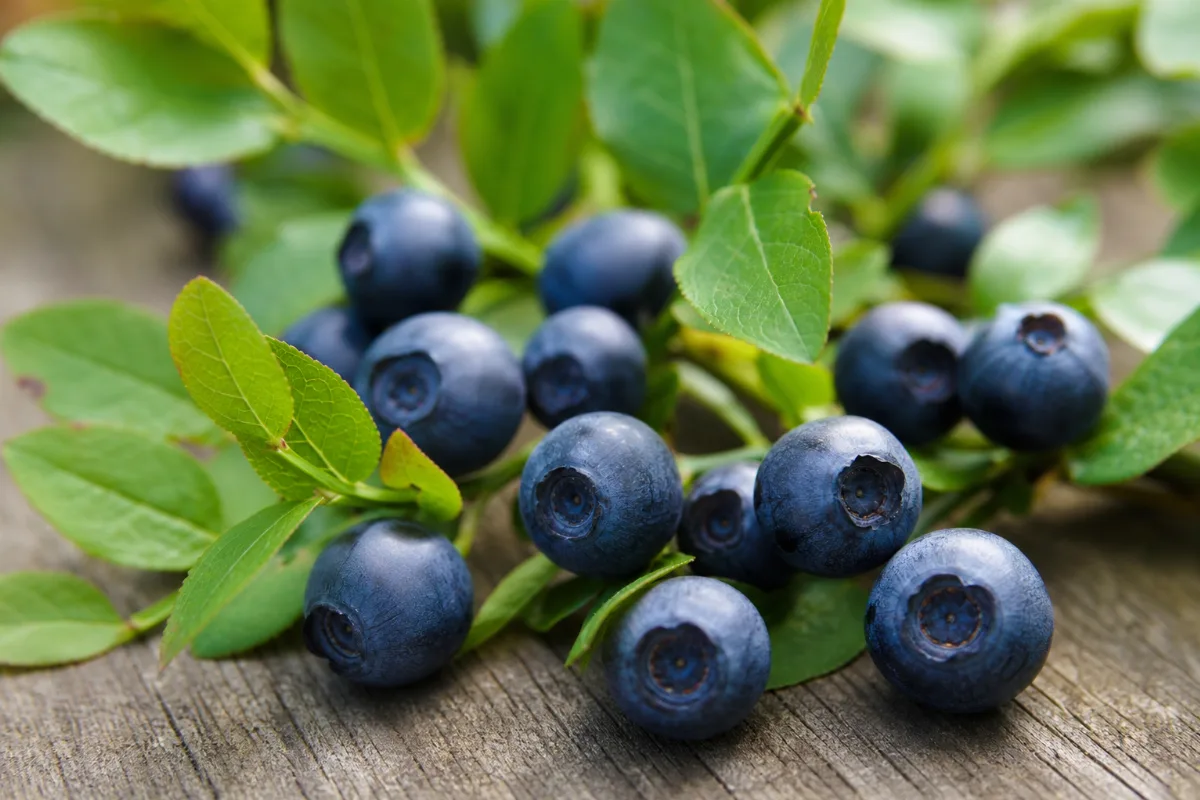 Close-up of bilberry (vaccinium myrtillus): uses, evidence and safety