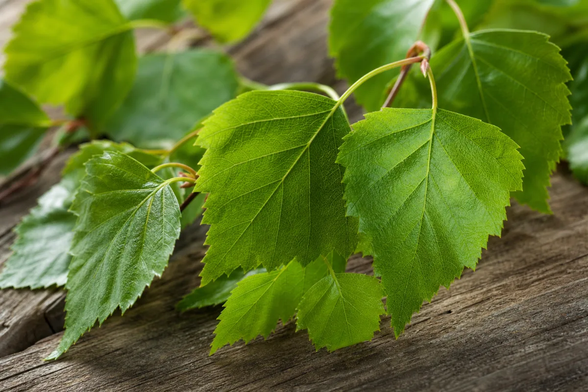 Close-up of birch leaf
