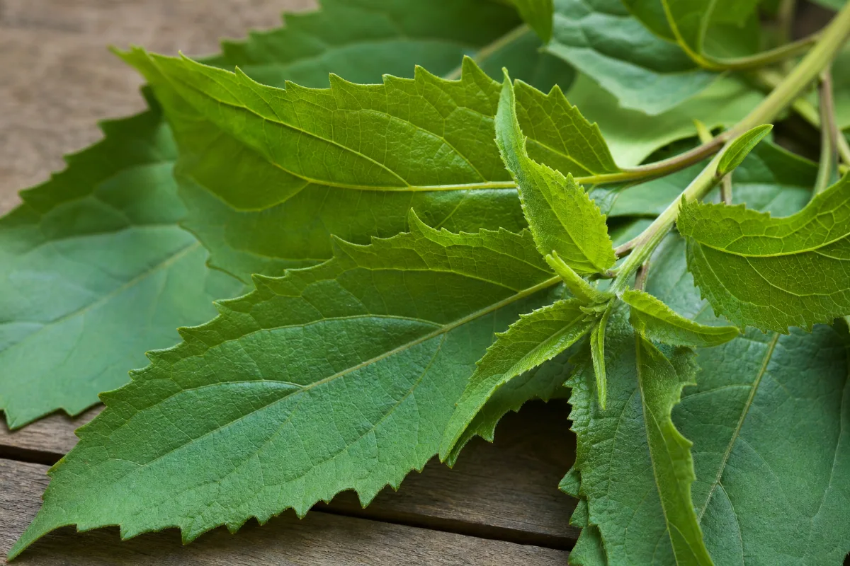 Close-up of bitter leaf