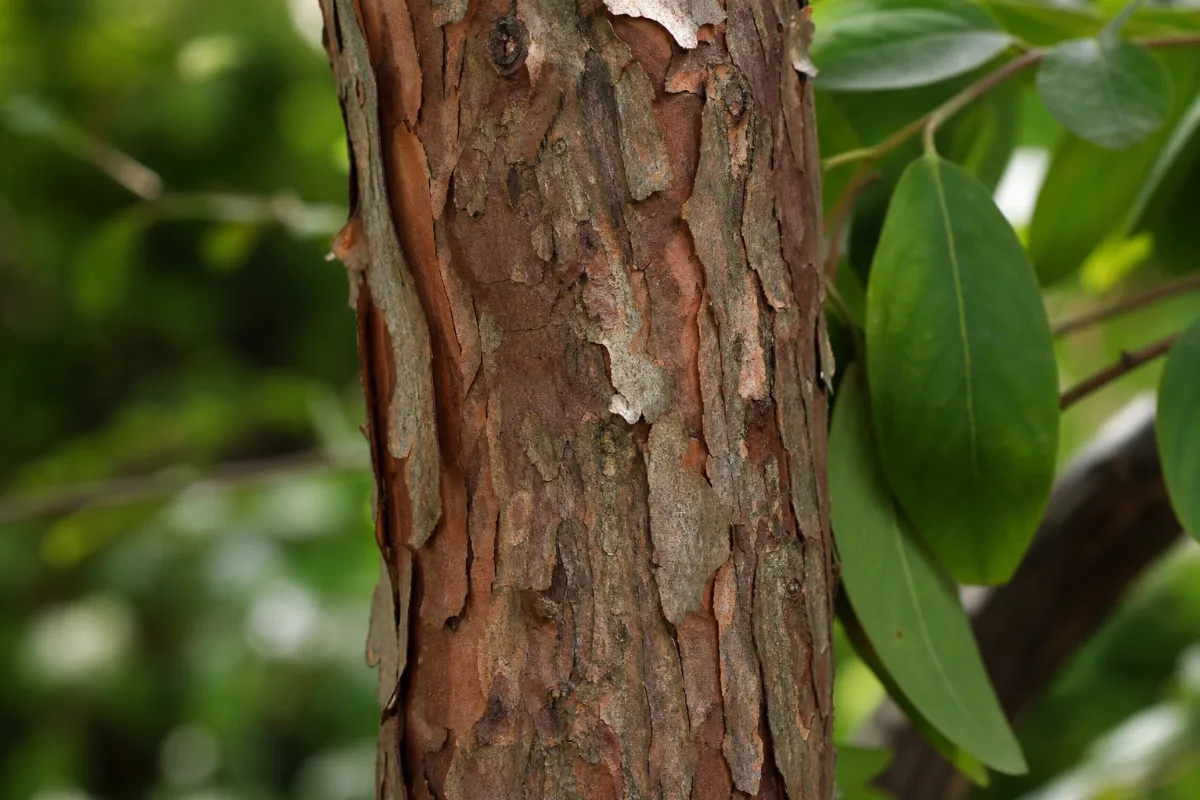 Close-up of black haw