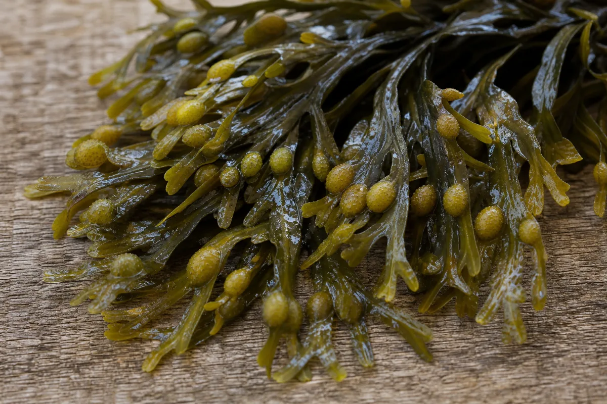 Close-up of bladderwrack