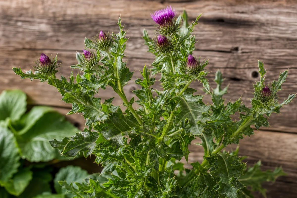 Close-up of blessed thistle