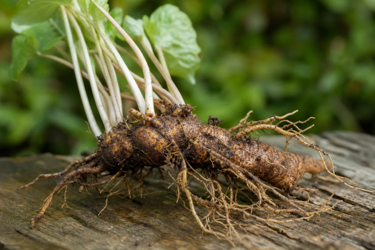 Close-up of bloodroot