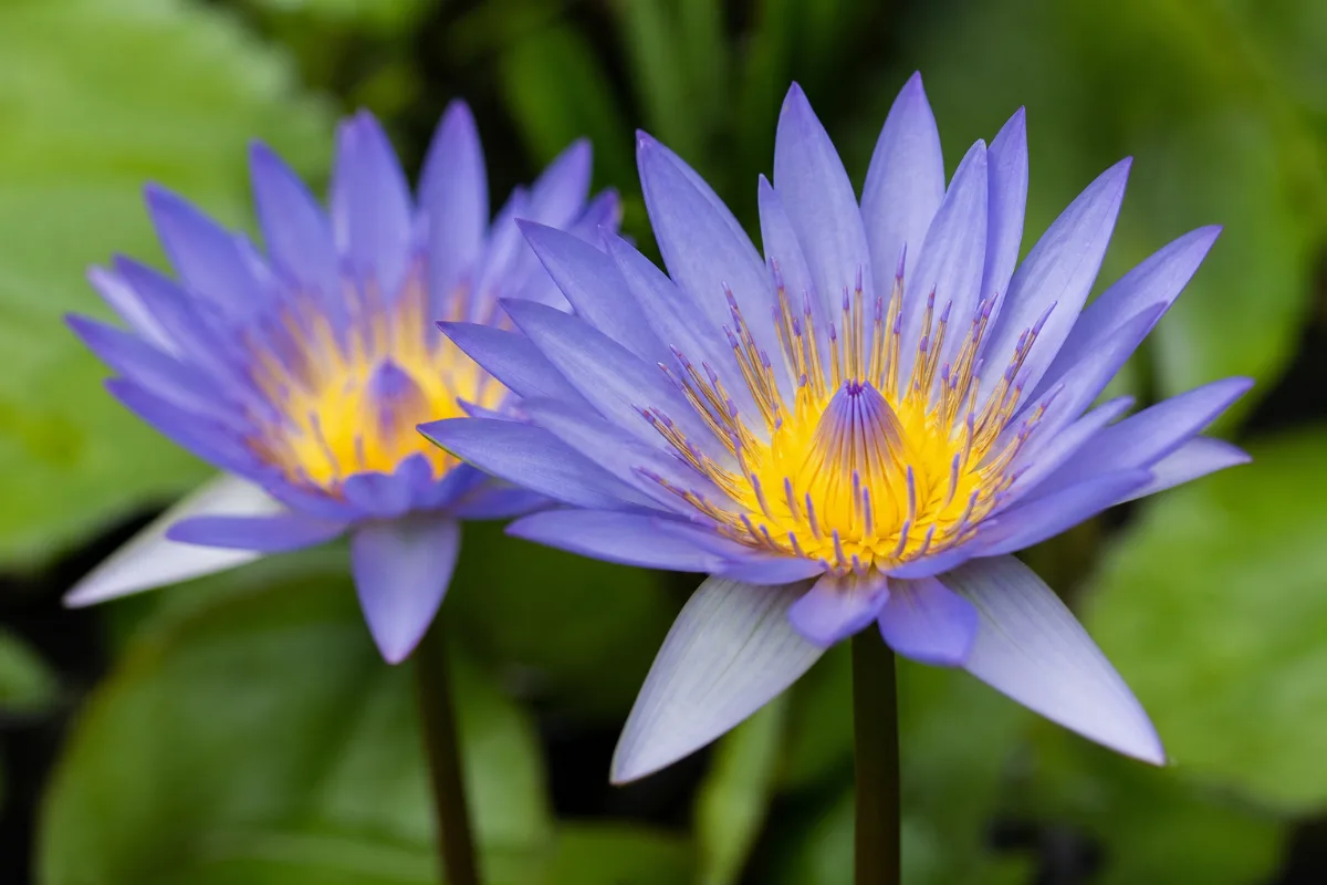 Close-up of blue lotus