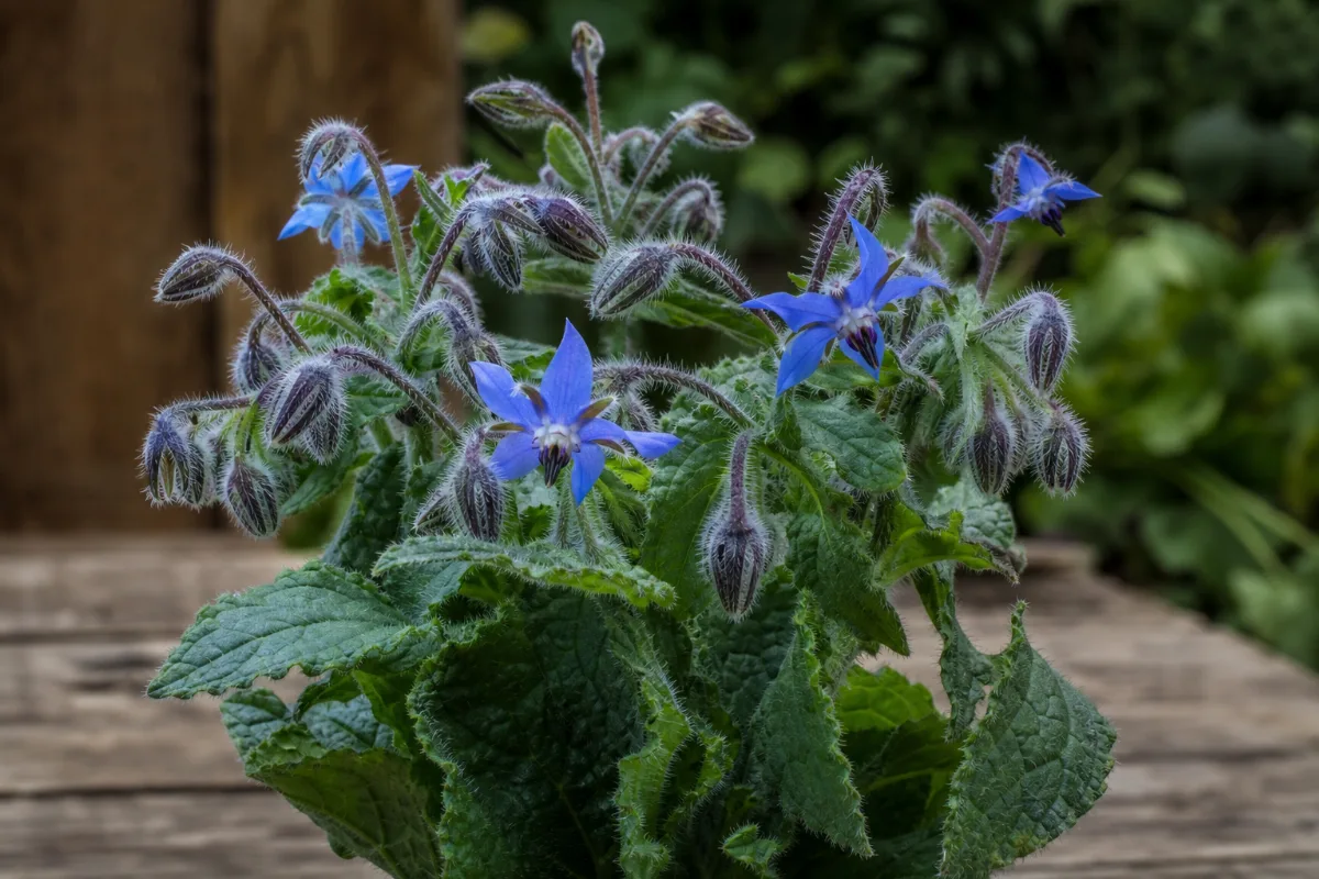 Close-up of borage