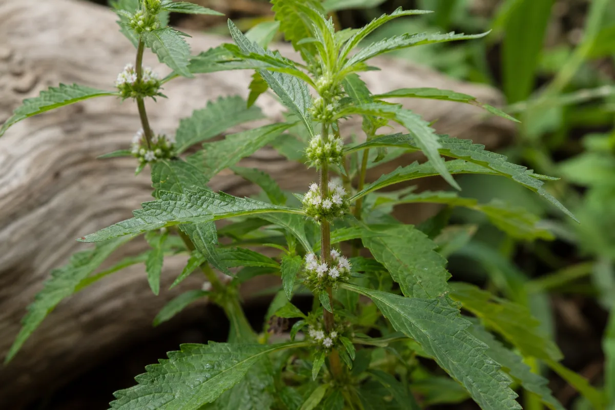 Close-up of bugleweed