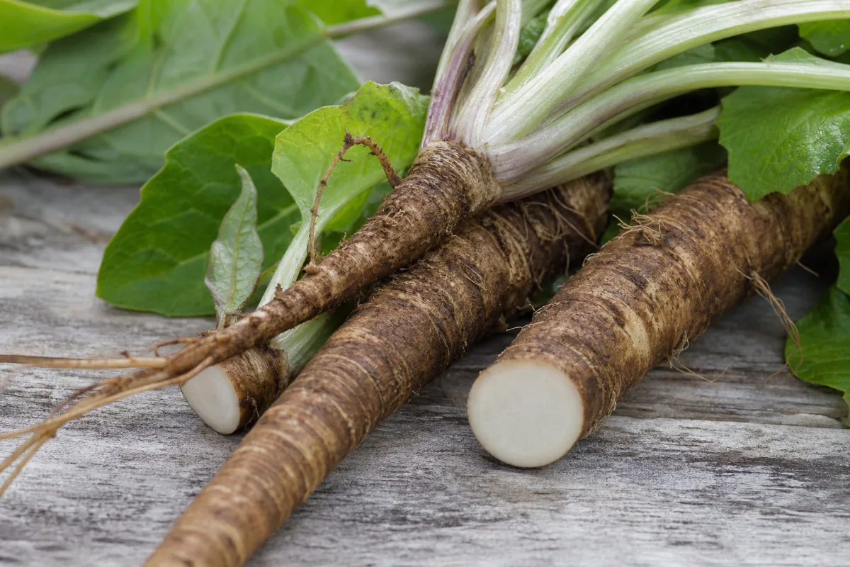 Close-up of burdock root