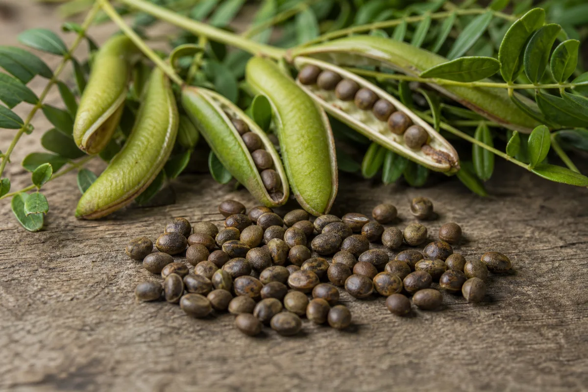 Close-up of cassia seed (jue ming zi)