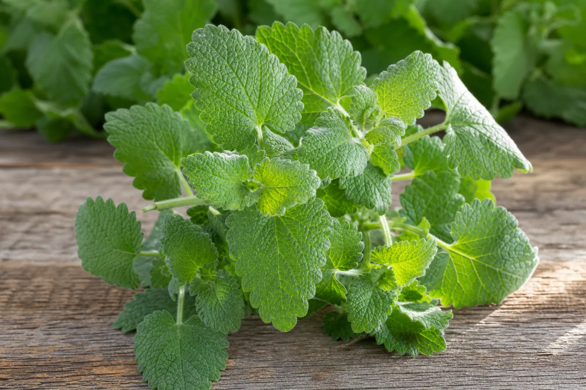 Close-up of catnip (herb for people) (nepeta cataria): uses, evidence and safety