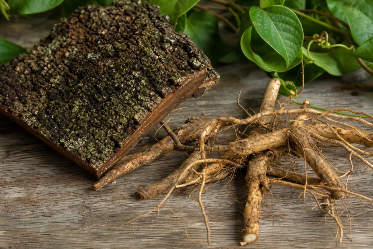 Close-up of cat's claw (uncaria tomentosa): uses, evidence and safety