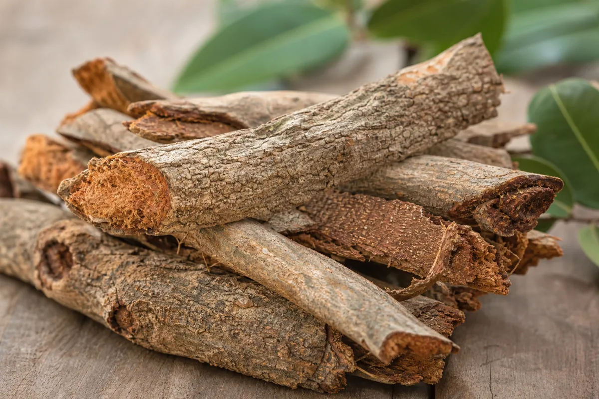 Close-up of catuaba