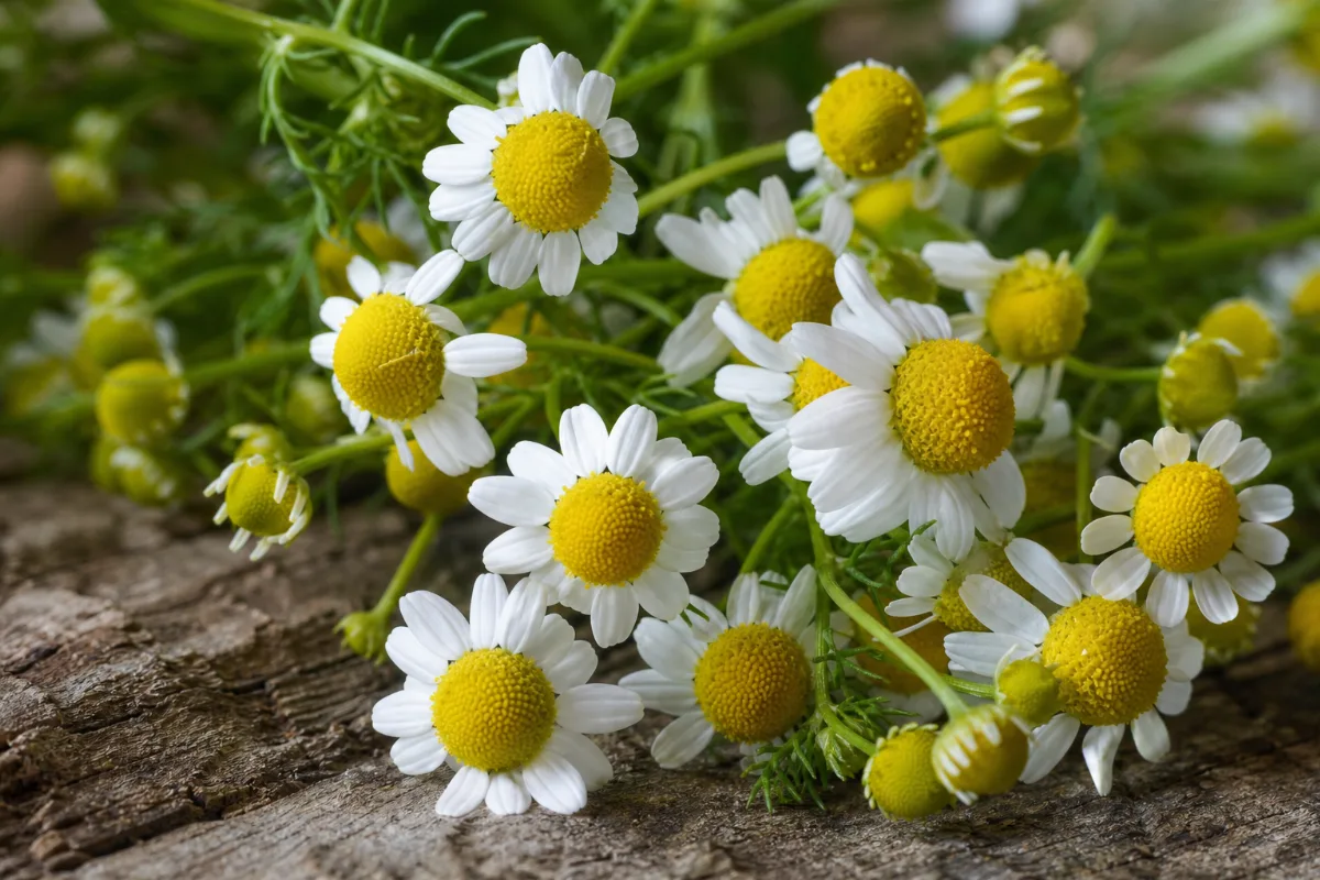 Close-up of chamomile