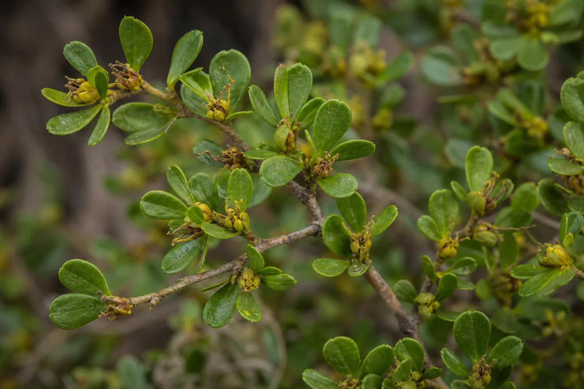 Close-up of chaparral (creosote bush)