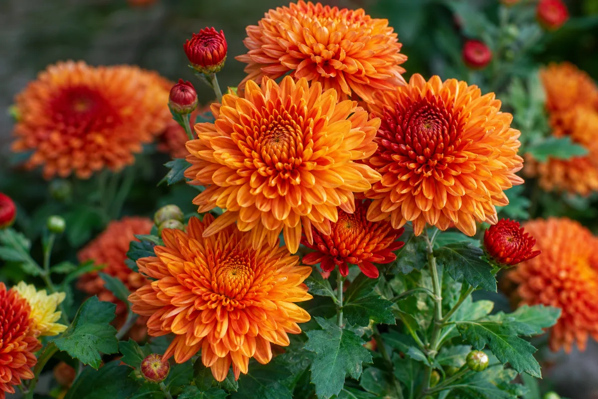 Close-up of chrysanthemum