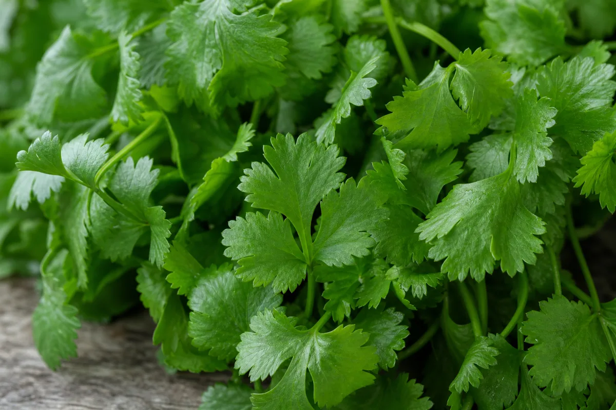 Close-up of cilantro