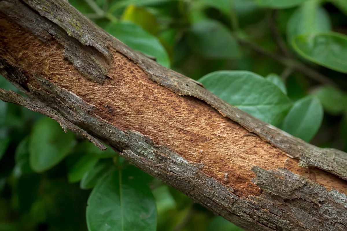 Close-up of cinchona bark