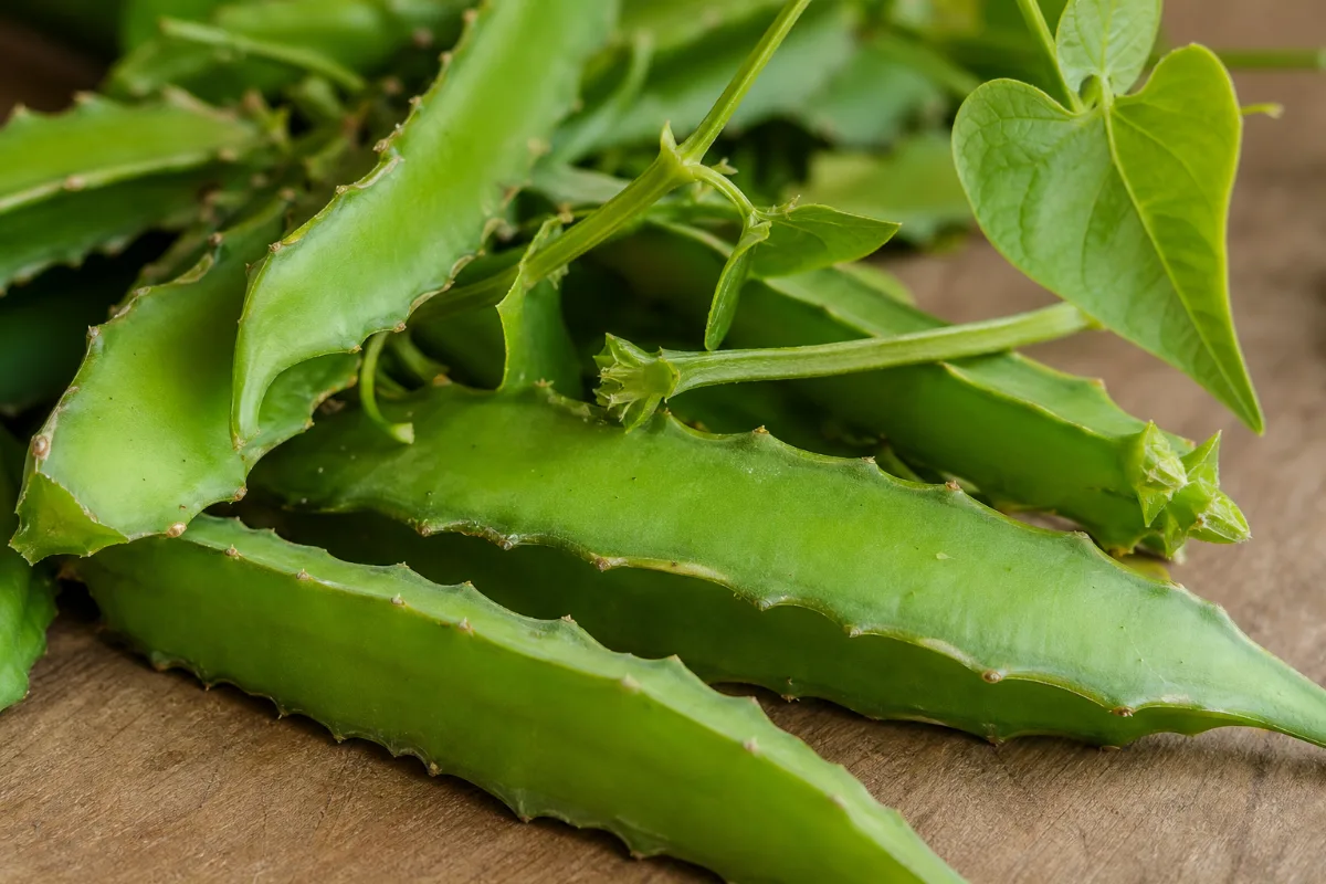 Close-up of cissus quadrangularis