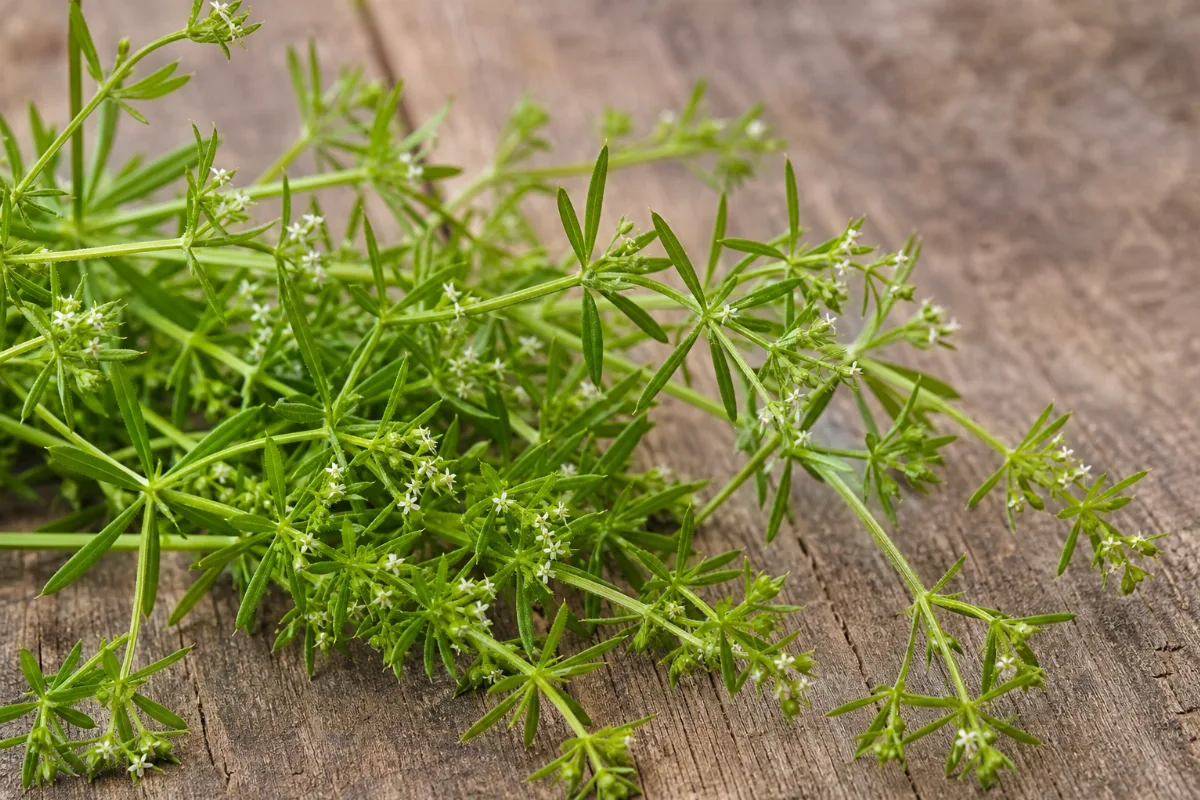 Close-up of cleavers