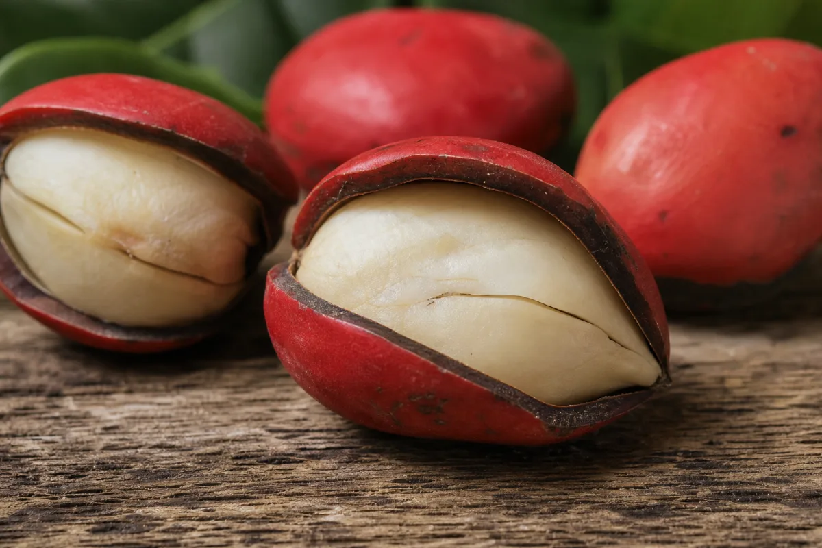 Close-up of kola nut