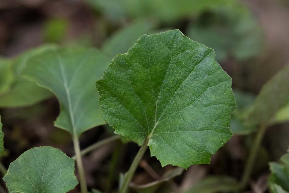Close-up of coltsfoot