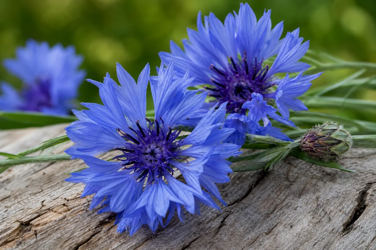 Close-up of cornflower (bachelor's button)