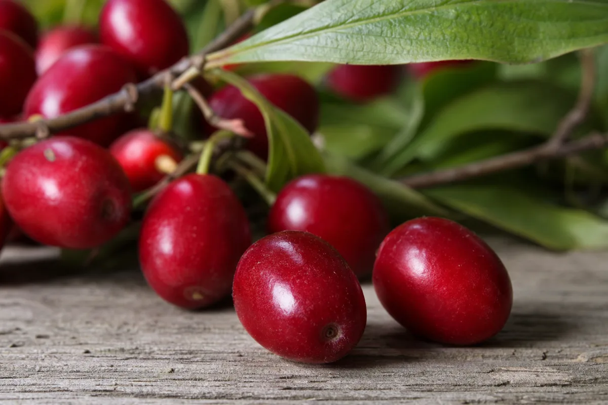 Close-up of cornelian cherry fruit (shan zhu yu)