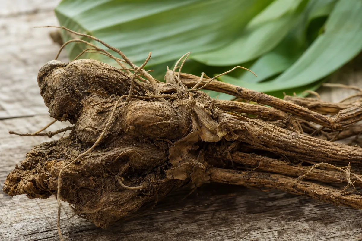 Close-up of costus root (mu xiang)