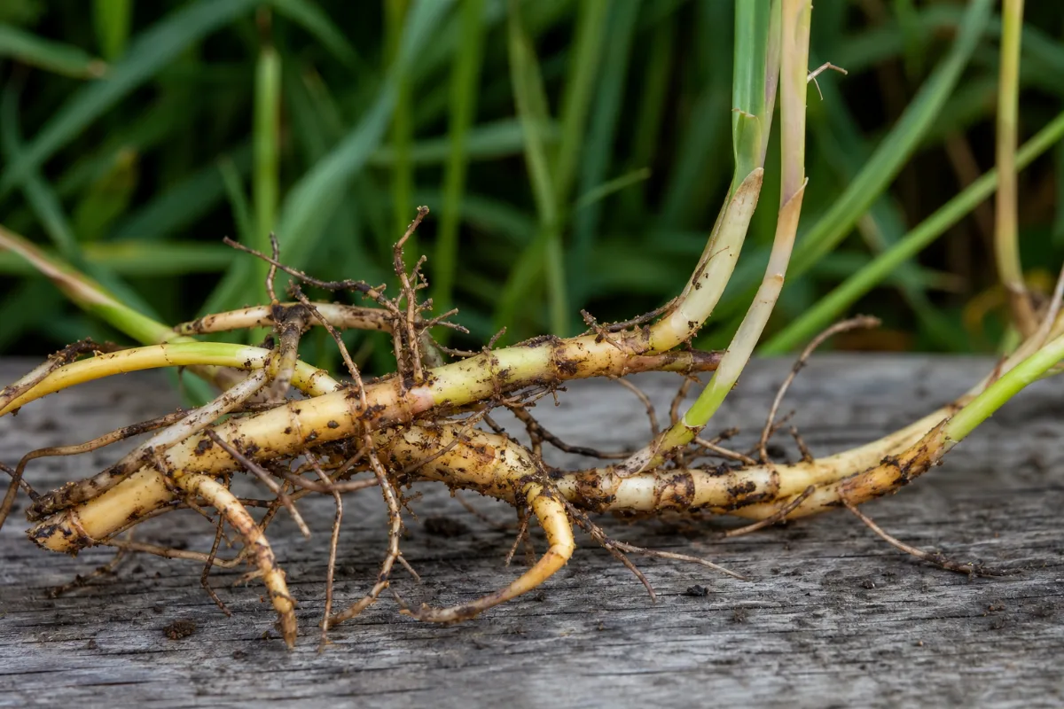 Close-up of couch grass