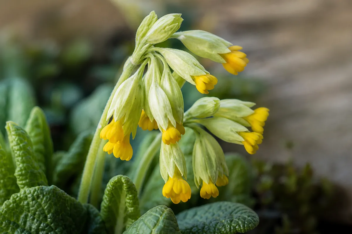 Close-up of cowslip (primula)